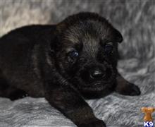 german shepherd puppy posted by Yosemite _Shepherds